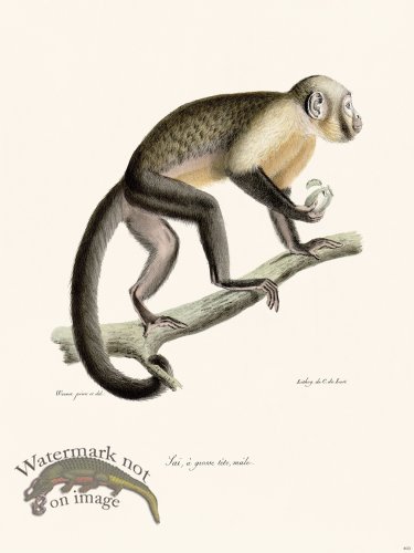 (image for) Cuvier 403 Sai