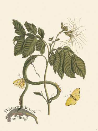 (image for) Merian Metamorphosis 51
