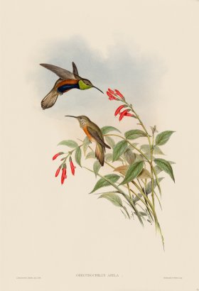 Gould Hummingbird 073