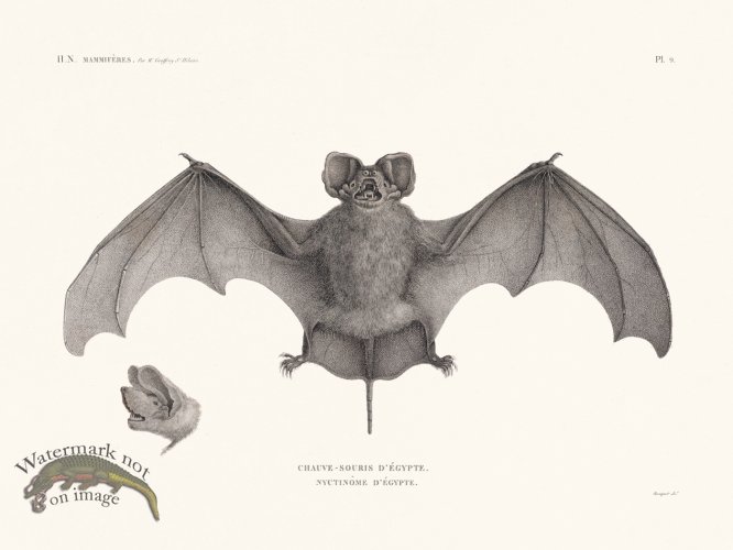 Bats of the World 09