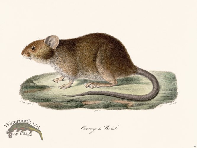 (image for) Cuvier 298 Cercomys Of Brazil