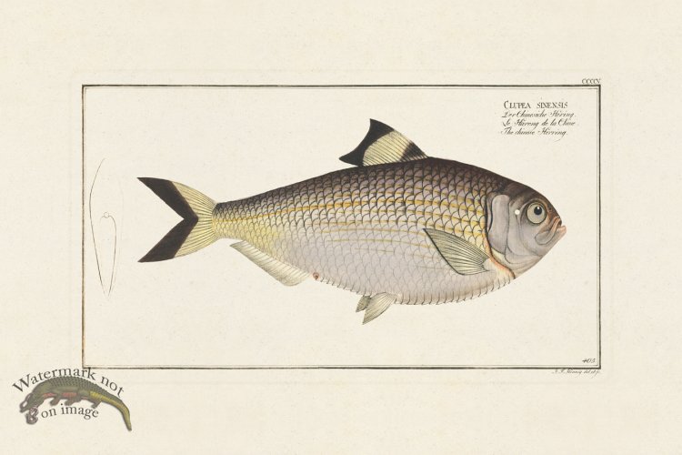 (image for) BLOCH FISH 405