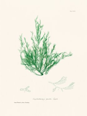 Bradbury Seaweed 192