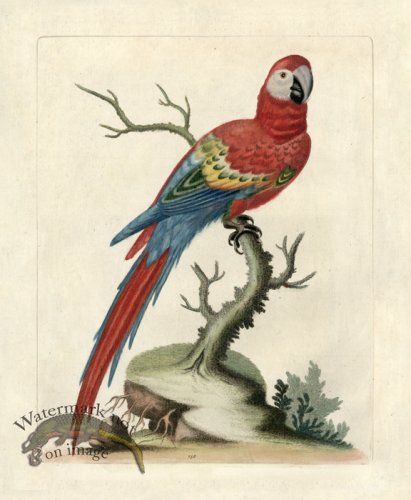 Edwards Parrot 01