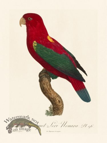 (image for) Barraband Parrot 096