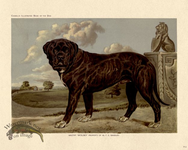 (image for) Cassell Dog 02