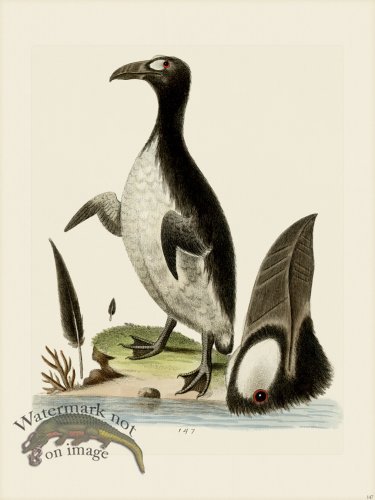 (image for) Edwards 147 Northern Penguin