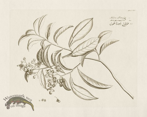 (image for) HORTUS VOl 05 08