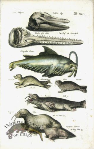 (image for) 1660_Sea_life_06