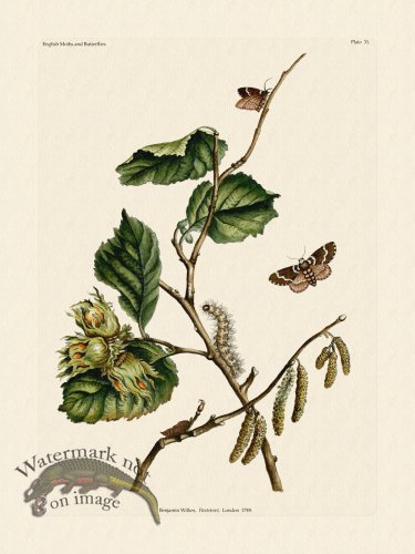 (image for) Wilkes Butterflies 031