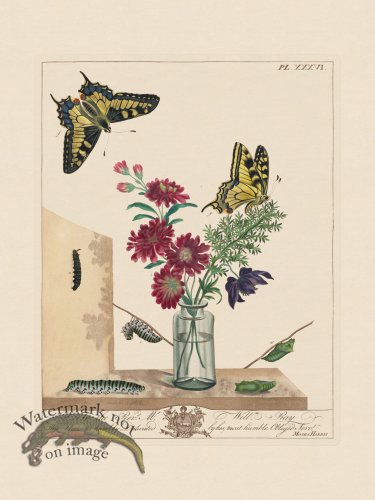 (image for) Moses Harris Insects 36