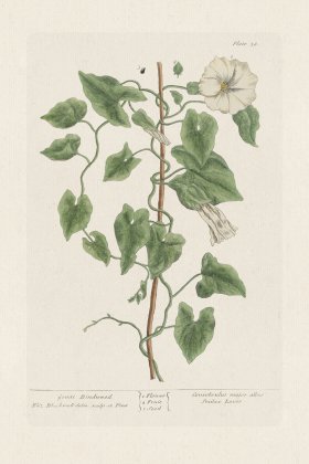 BEE 038 Great Bindweed