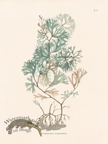 (image for) Oceanie 15