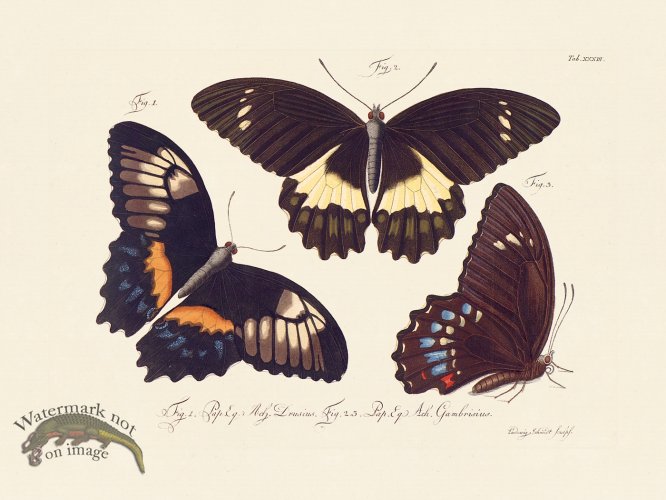 (image for) Jablonsky Butterfly 033