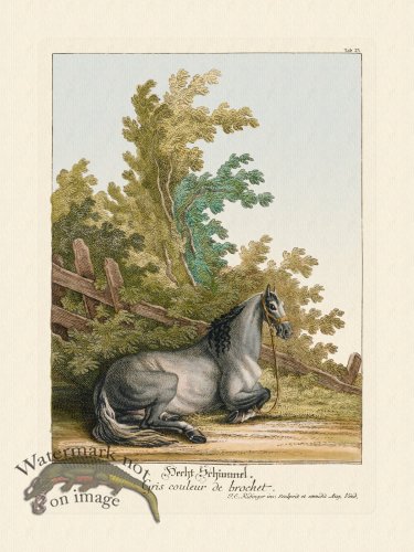 (image for) Ridingers Horses 23