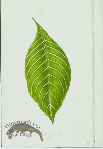 (image for) Lowes Leaves 17