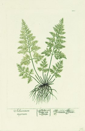 Blackwell German 108