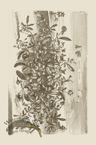 (image for) Abraham Munting 102