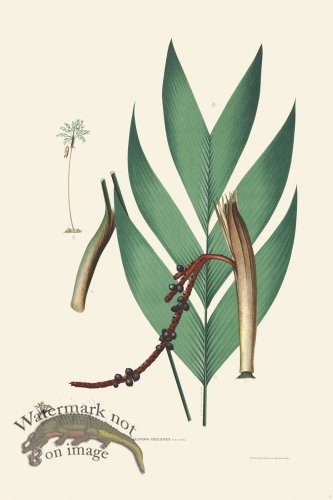 (image for) Rodrigues Palm Front 007