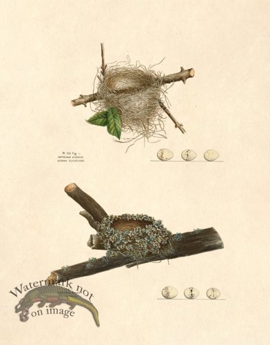 (image for) Eggs of Ohio 019