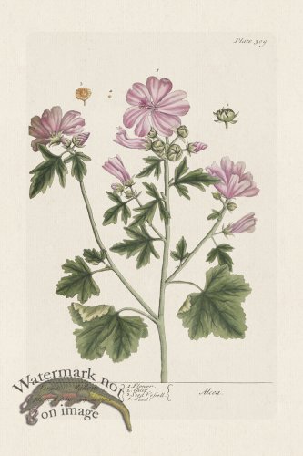 (image for) BEE 309 VervainMallow