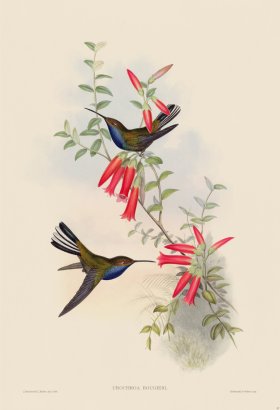 Gould Hummingbird 057