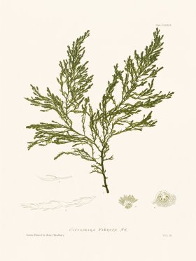 Bradbury Seaweed 134