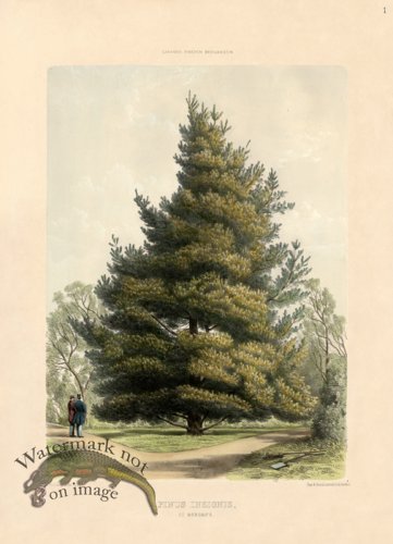 (image for) Monterey Pine at Osborne