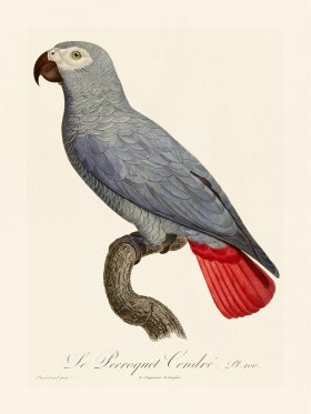 Barraband Parrot 100