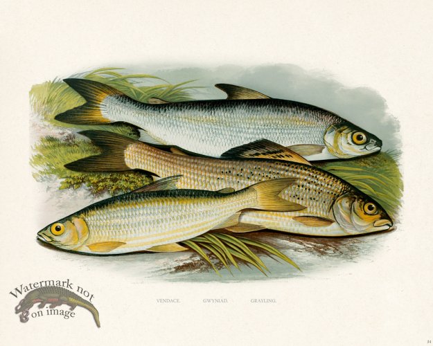 (image for) British FW 34