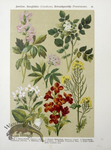 (image for) Botanical Atlas 1911 10