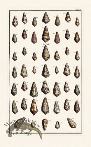 (image for) Seba B2 048