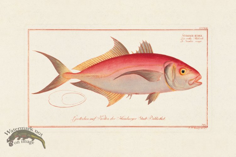 (image for) BLOCH FISH 342