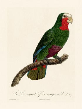 Barraband Parrot 107