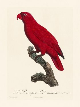 Barraband Parrot 125