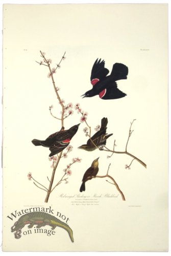 (image for) Red Winged Starling or Marsh Blackbird