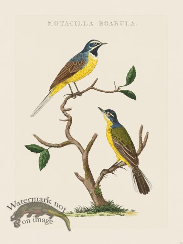 (image for) Nozeman Bird 212