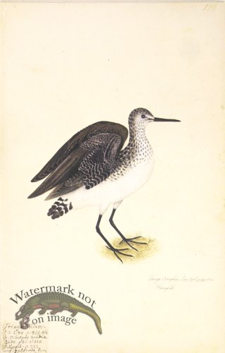 (image for) 199 Swedish Birds . Tringa Ocrophus.Green Sandpiper