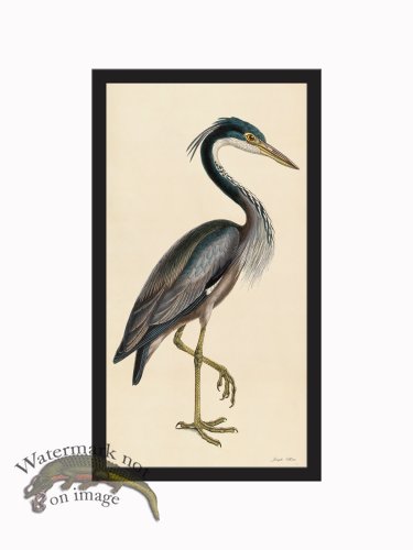 (image for) Rudbeck CFA_BF 37 Purple Heron