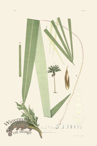 (image for) Rodrigues Palm Front 020