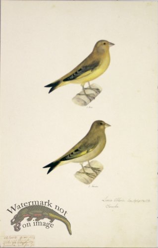 (image for) 96 Swedish Birds . Loxia Chloris, European Greenfinch, M.F