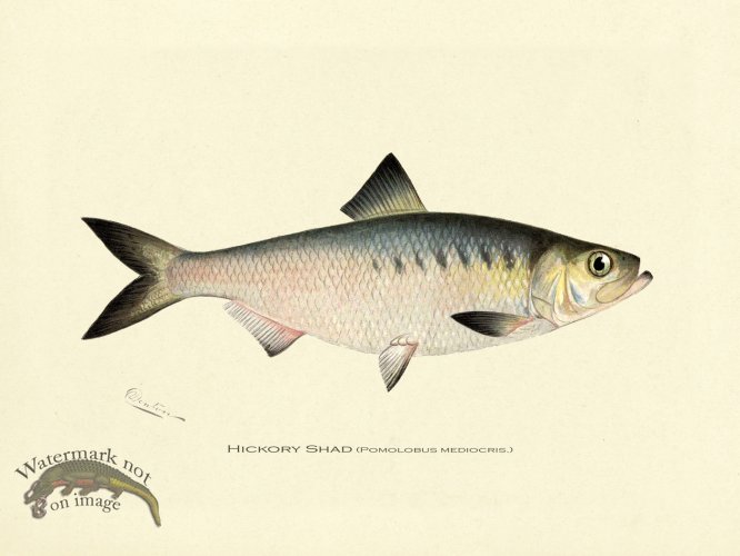 (image for) Shad - Hickory