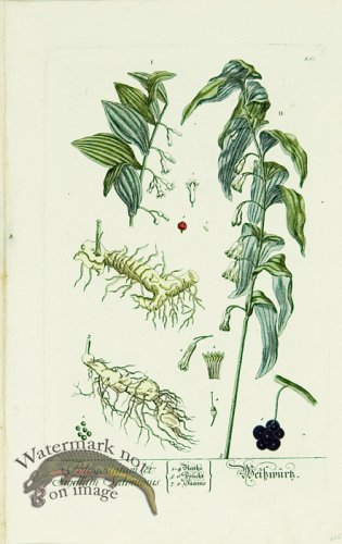 Blackwell German 019