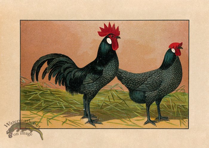 (image for) Chicken 09