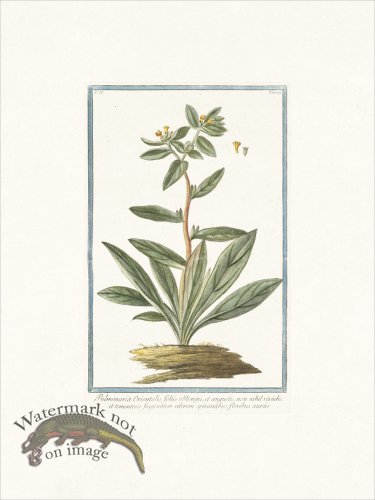 (image for) Bonelli 127 Pulmonaria Orientalis