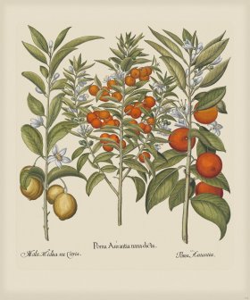 Besler 141 Colored B2