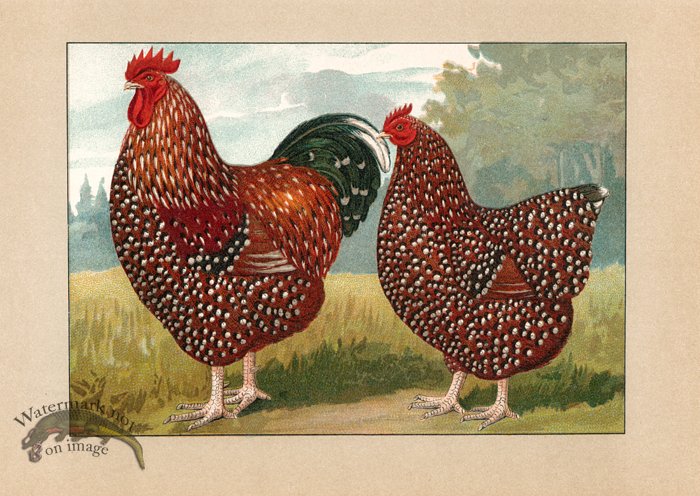 (image for) Chicken 60