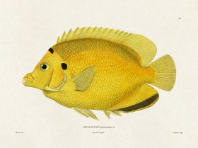 (image for) Werner Fish 012