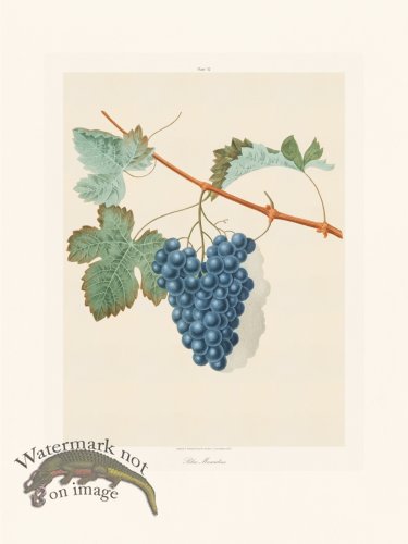 (image for) Brookshaw Fruit 31