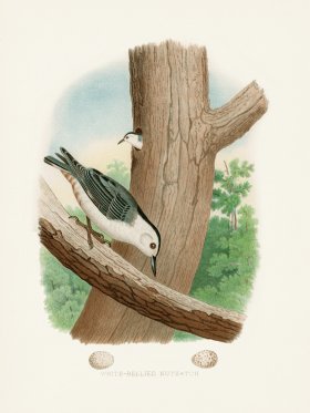 Thomas Gentry Bird 37